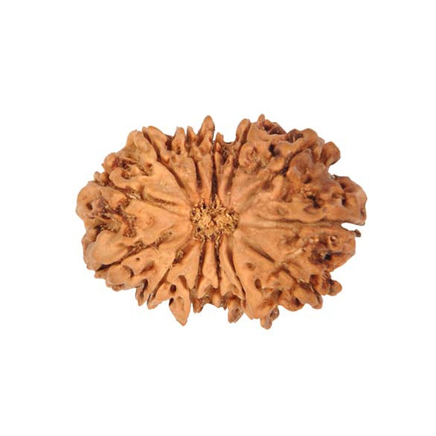 13 Mukhi (Nepali)