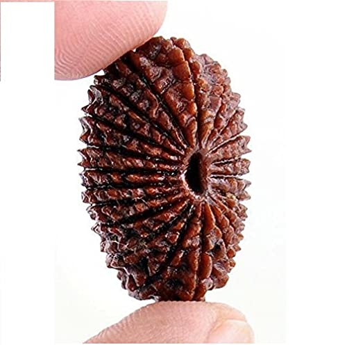 14 Mukhi (Nepali)