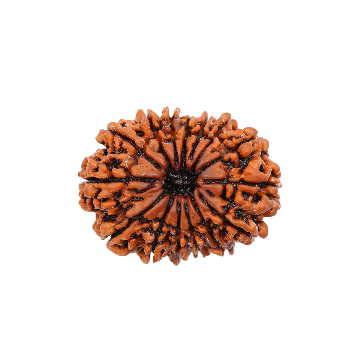 15 Mukhi (Nepali)