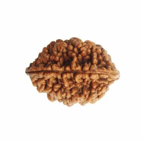 2 Mukhi