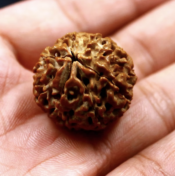 4 Mukhi ( Nepali)