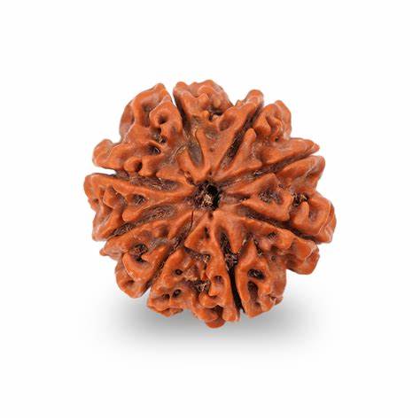 8 Mukhi (Nepali)
