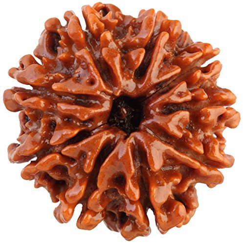 9 Mukhi (Nepali)