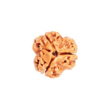 3 Mukhi