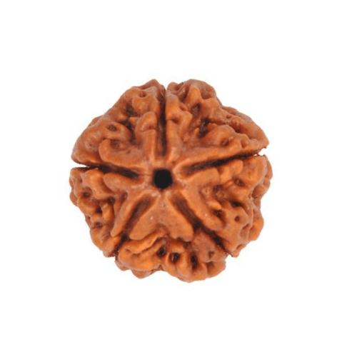 05 Mukhi (Nepali)