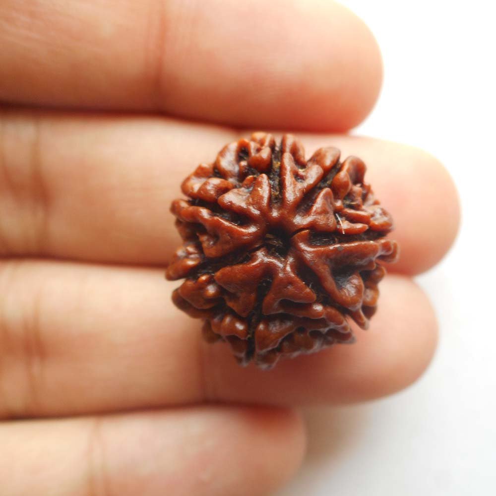07 Mukhi (Nepali) - Image 2