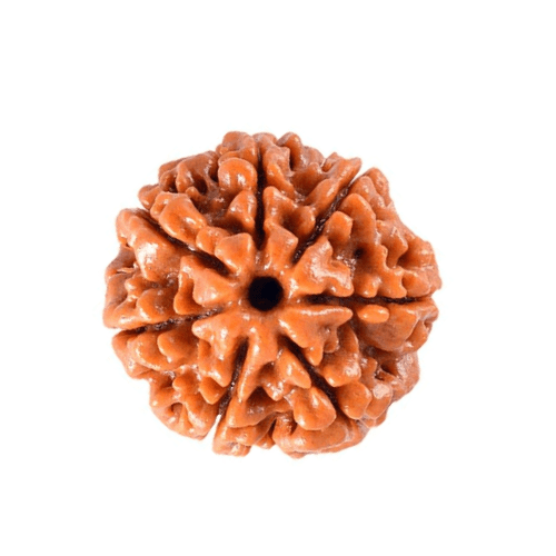 07 Mukhi (Nepali)