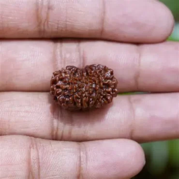 12 Mukhi (Nepali)