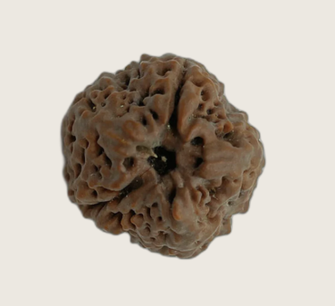1 Mukhi( Round)
