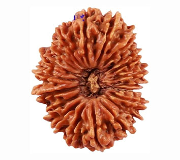 20 Mukhi