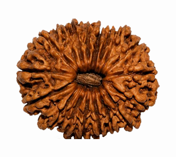 18 Mukhi